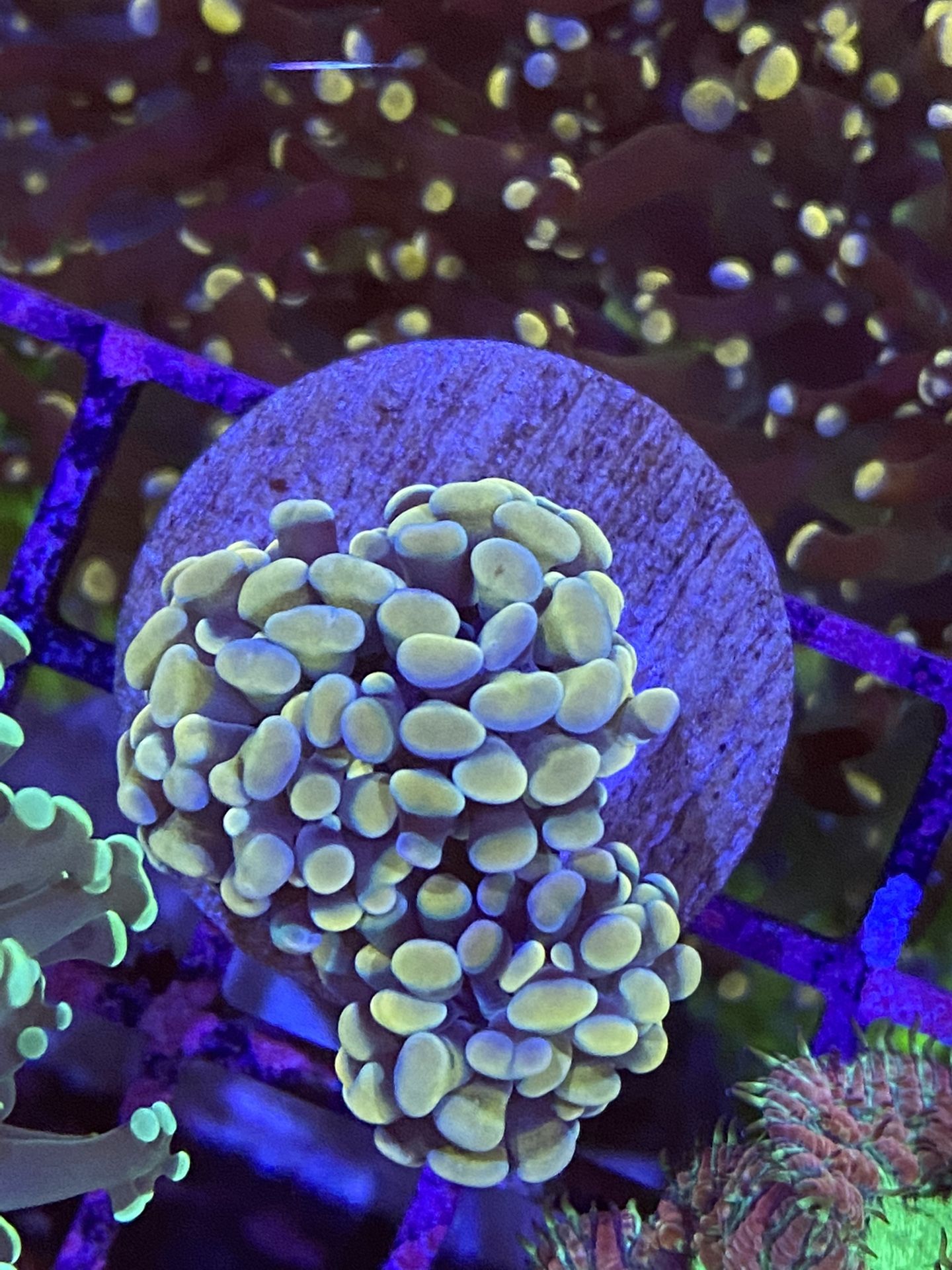 Coral, Saltwater, Frags, Torch, Aquarium