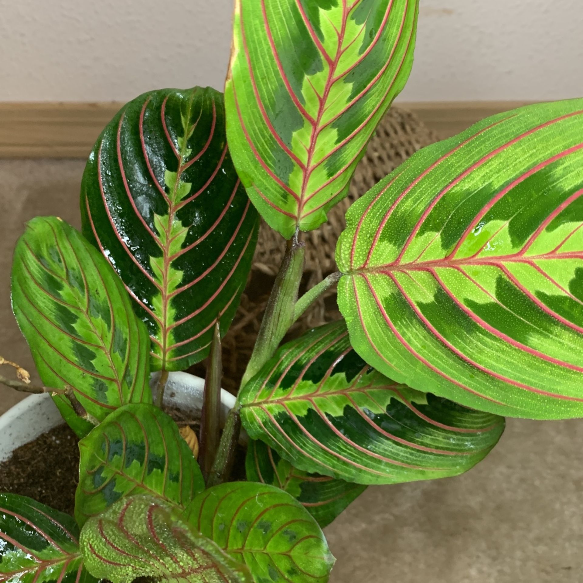Red Marantha Prayer Plant Non Toxic for Sale in Federal