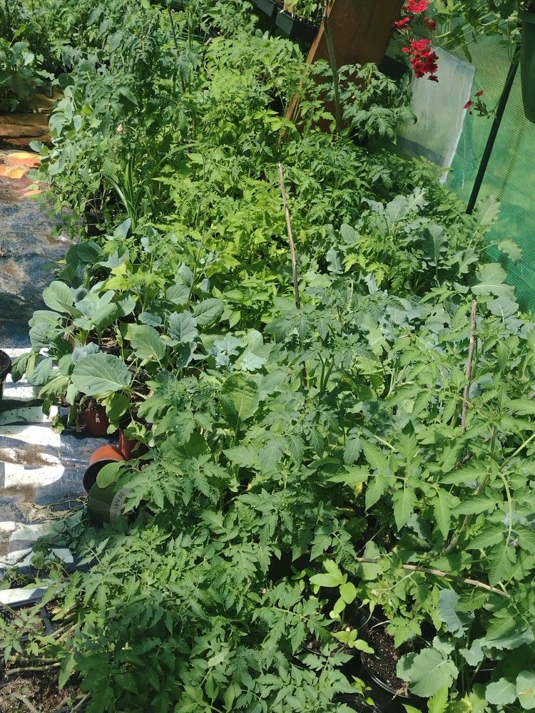 Vegetable Plants And Flowers Baskets