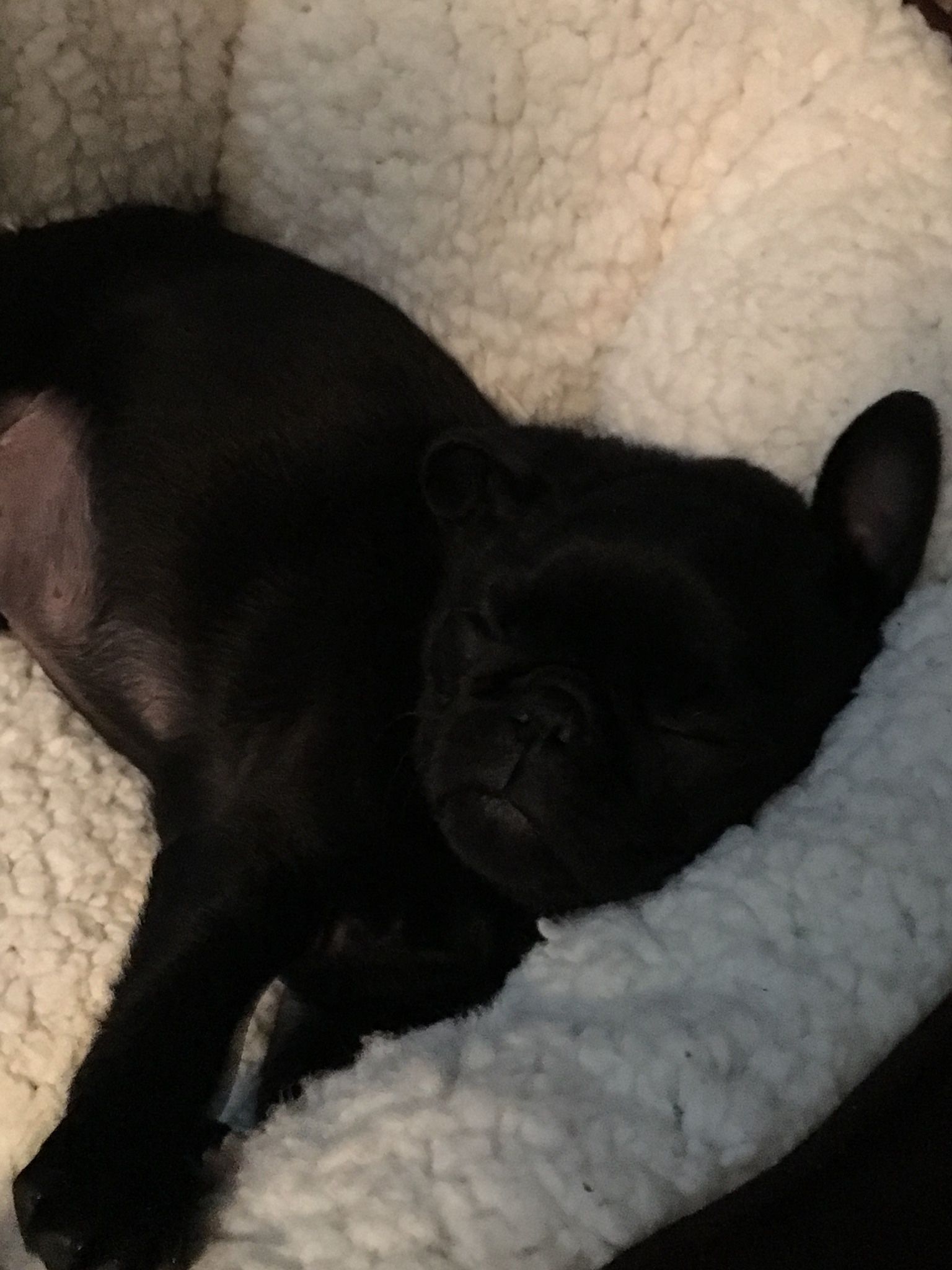 Pug For Sale
