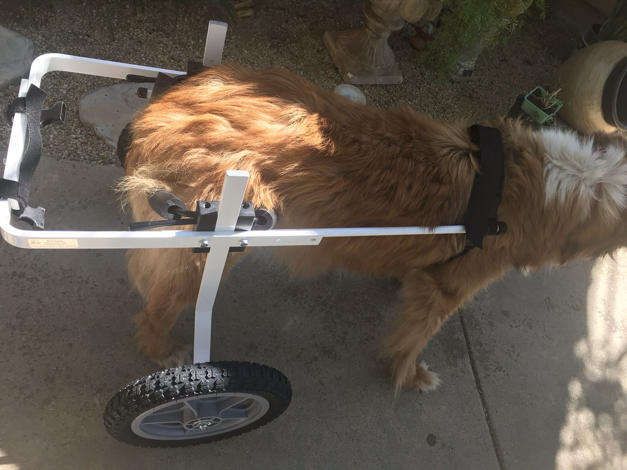 K-9 cart wheelchair Medium- large Dog
