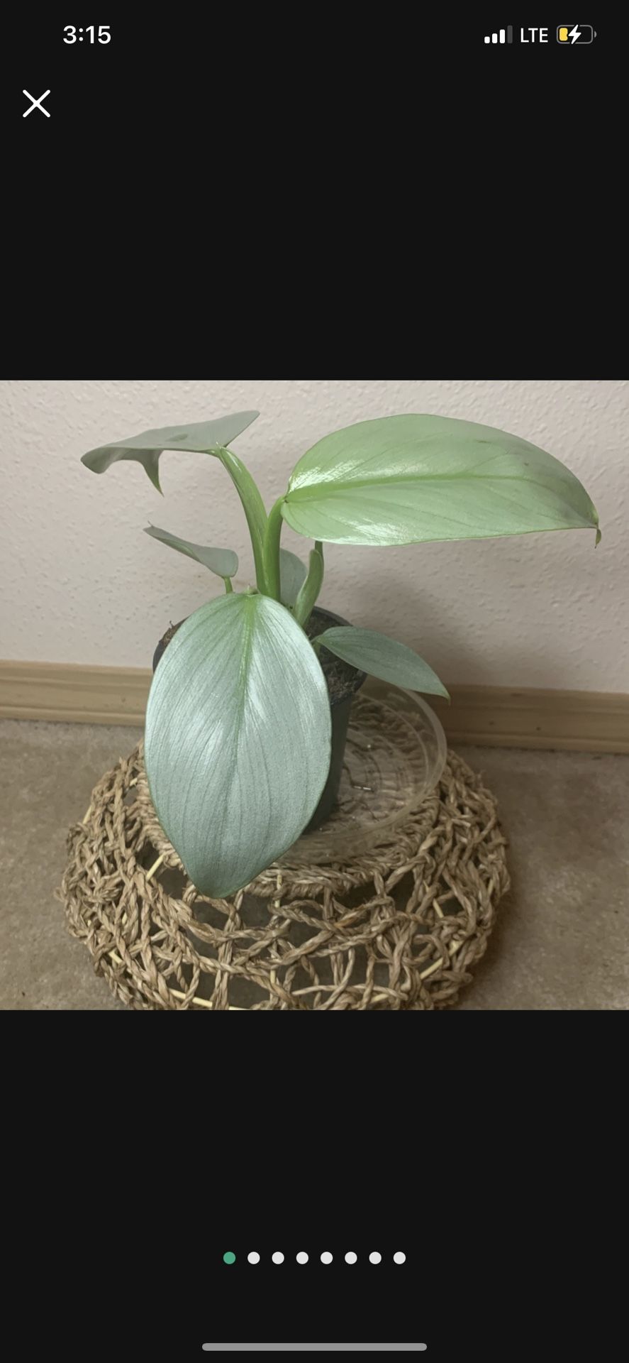 Silver Sword Philodendron Hastatum