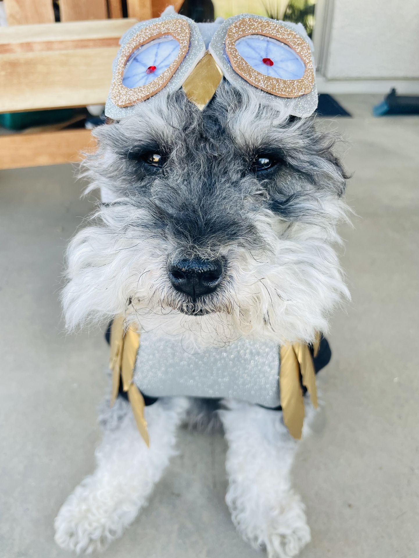 Handmade Clash Of The Titans Owl BUBO Dog Costume Small