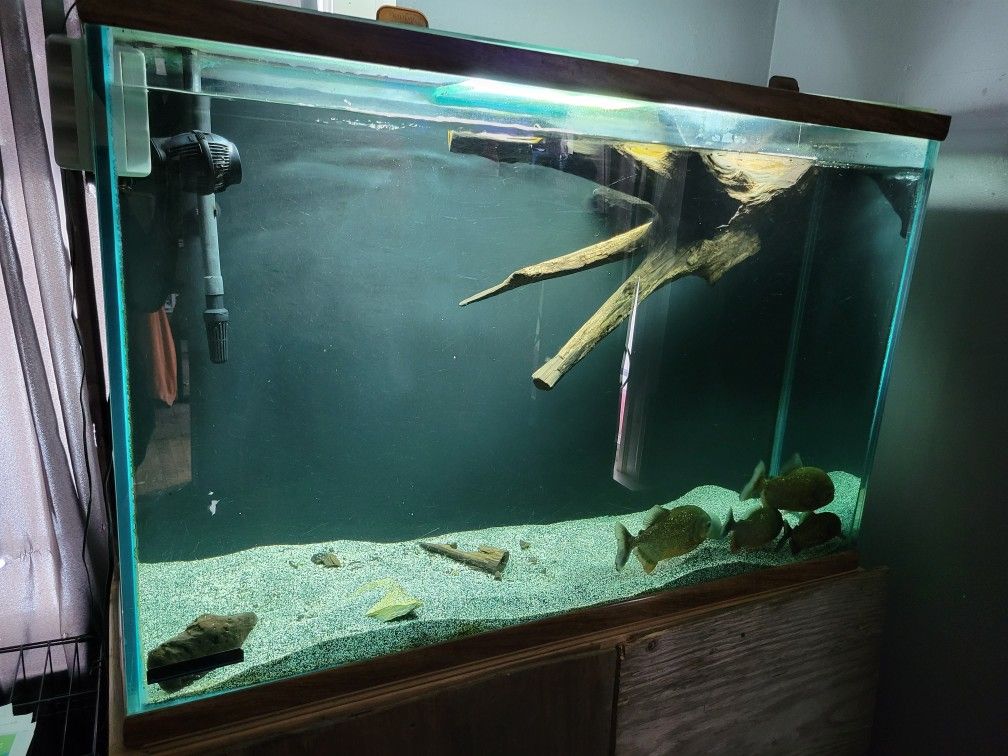 100 Gallon Fish Tank