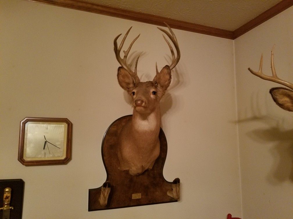 Deer Mounts