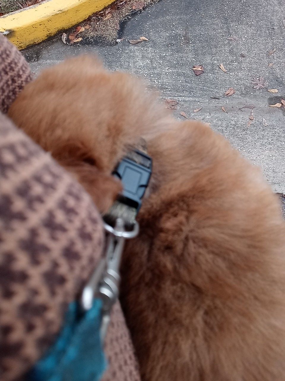 It's a half Chow Anda have lab