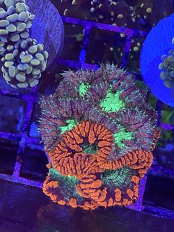 Coral, Saltwater, Frags, Torch, Aquarium  Thumbnail