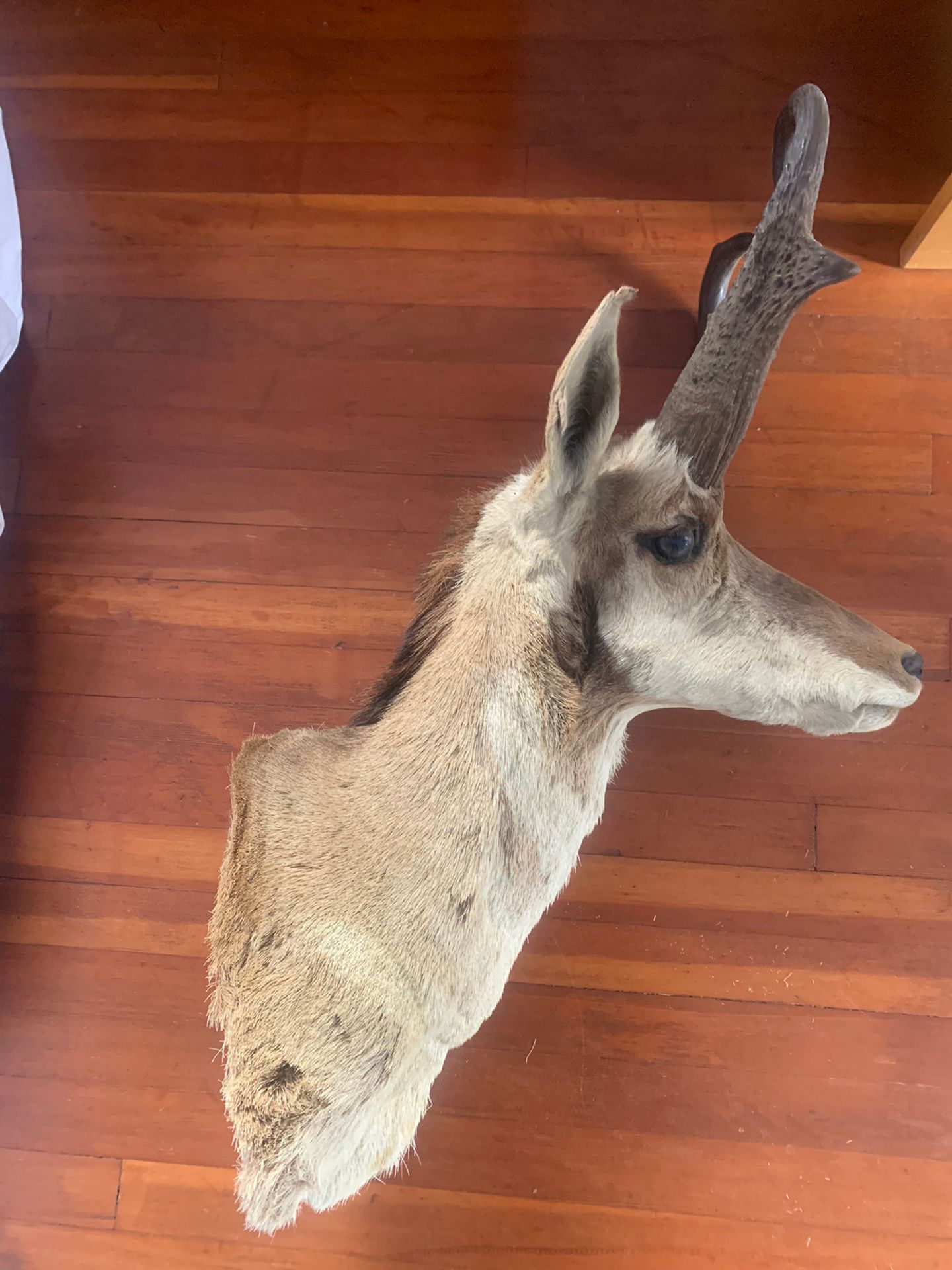 Taxidermy Antelope