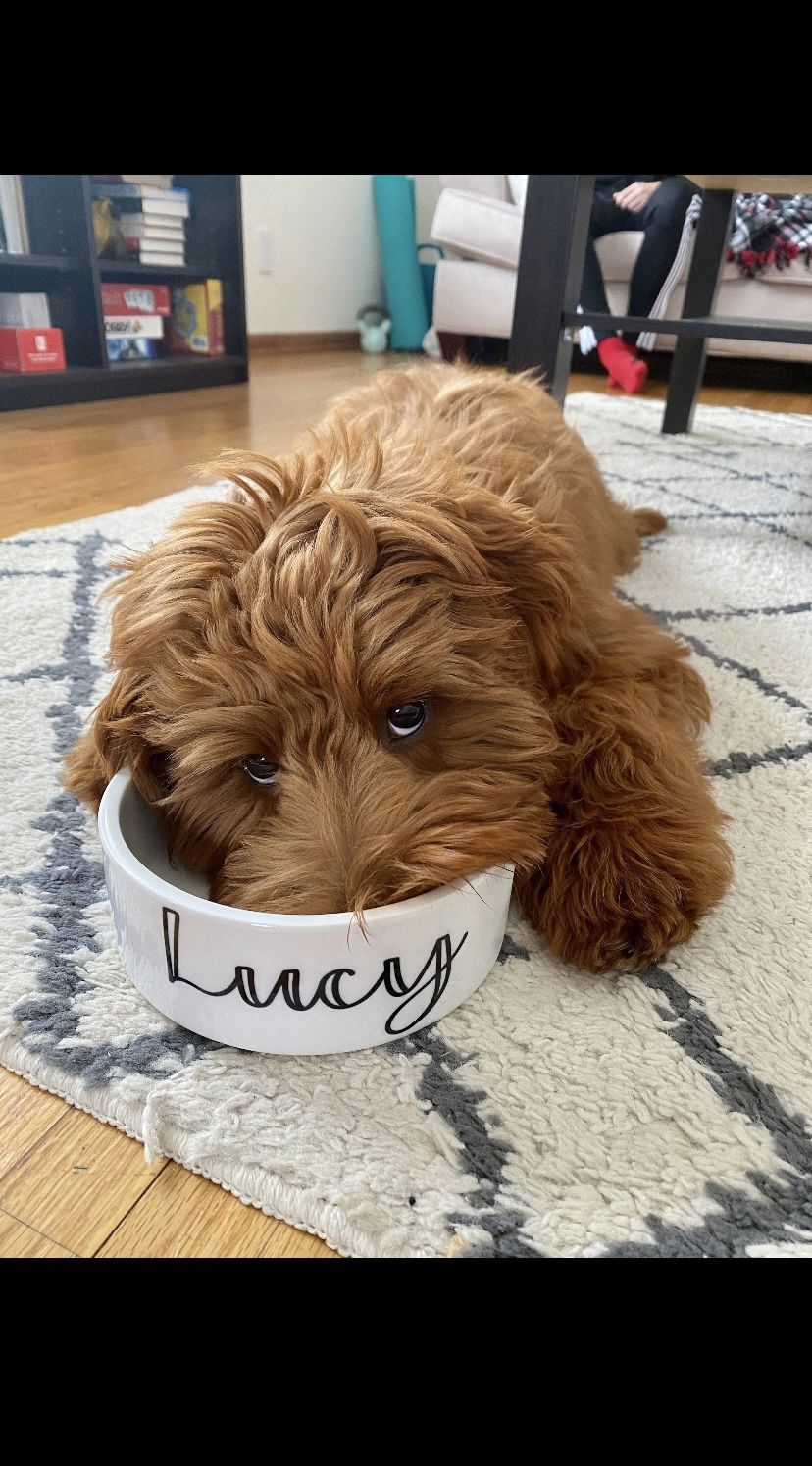 Personalized Dog/Cat Bowls With Name 6” Or 7”