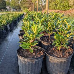 Skip Laurel Plants Thumbnail