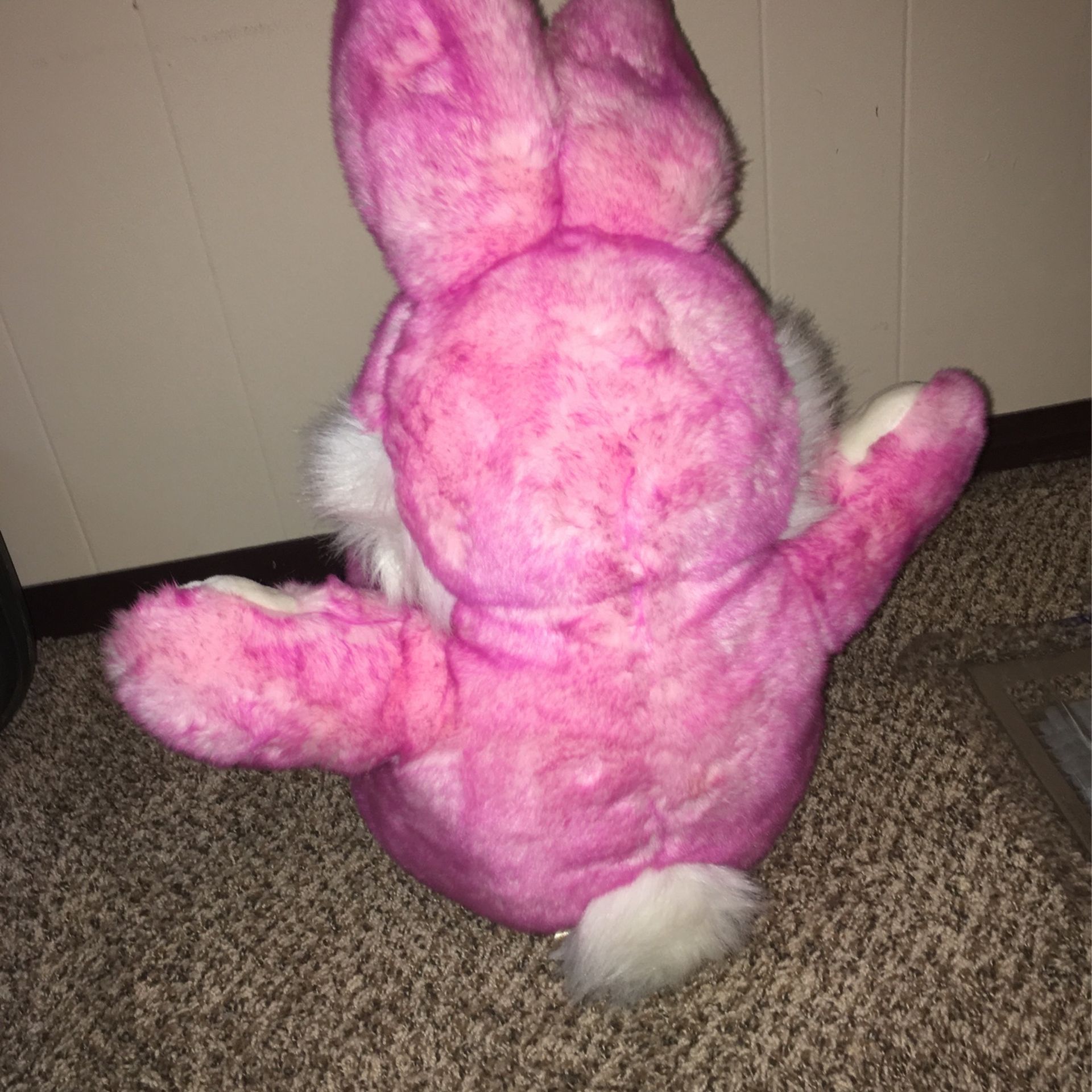 Bunny