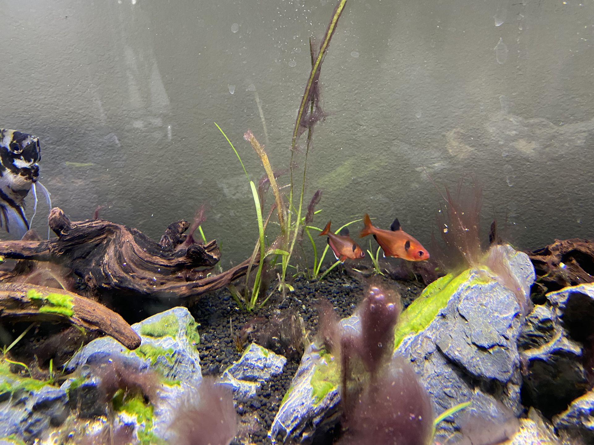 Fishtank NEEDS TO GO 45 GALLON LONG FISHTANK