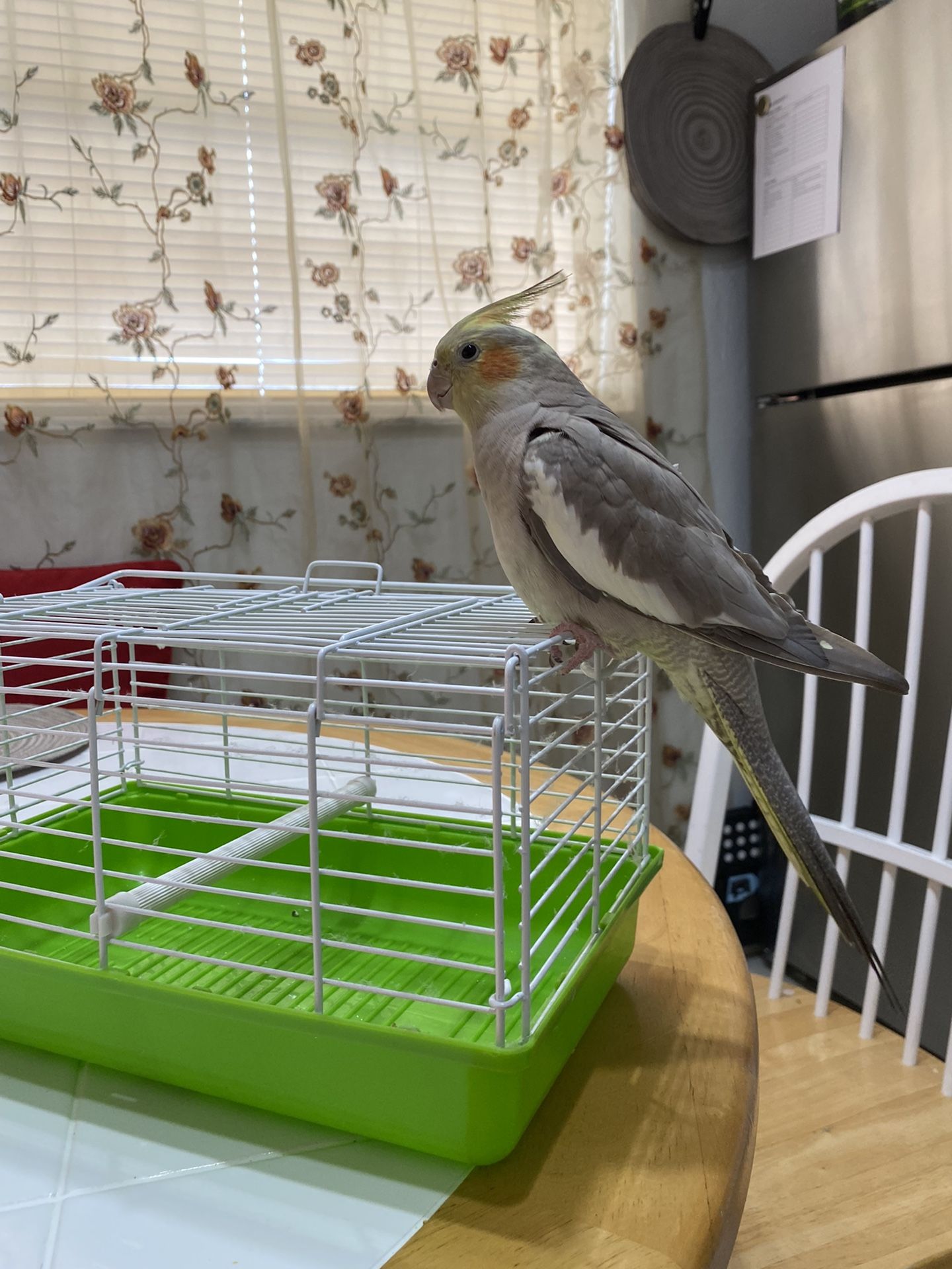 Bird Cage For Traveling (bird Not Included)