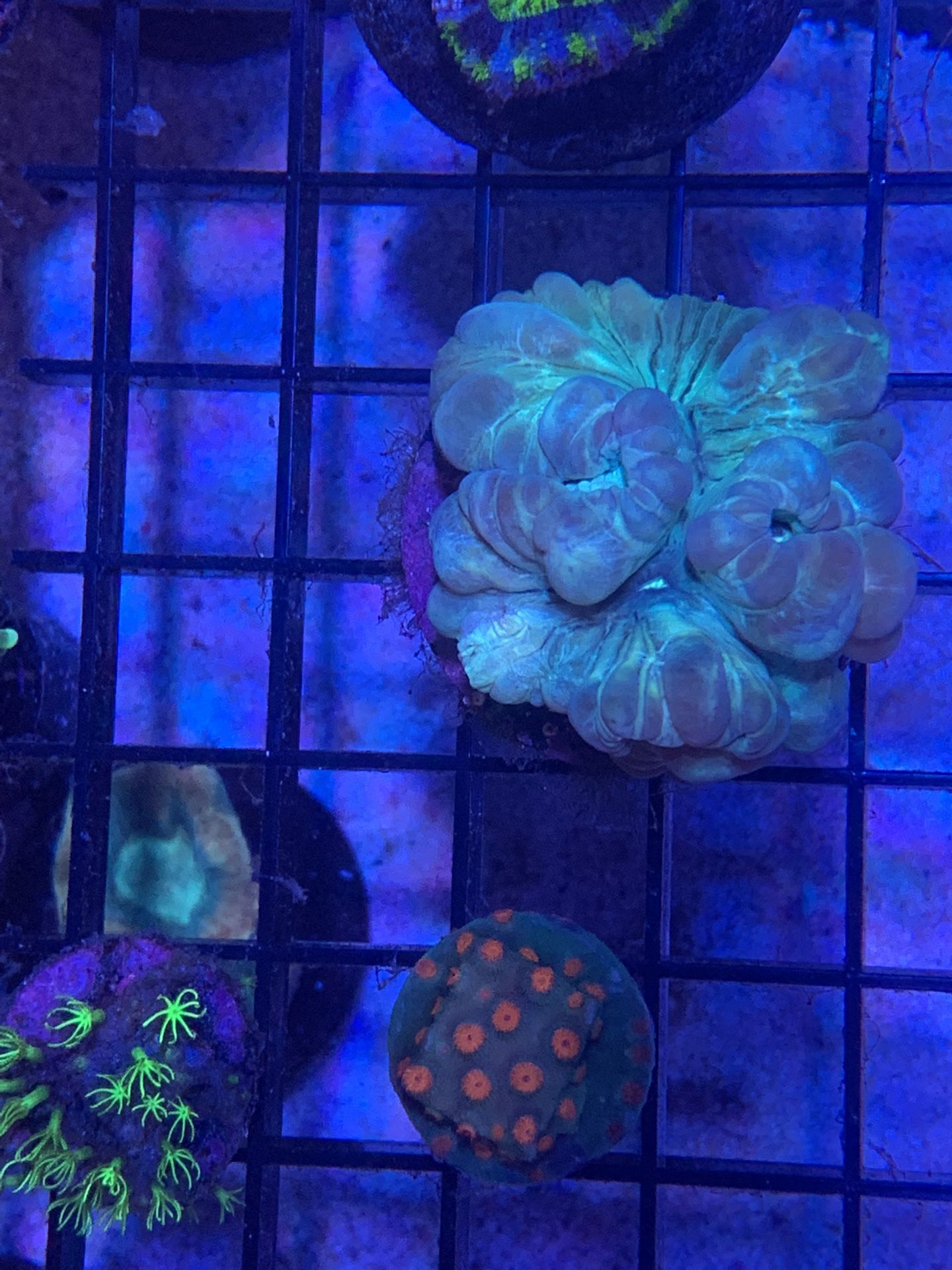 Coral Frags Lps And Sps