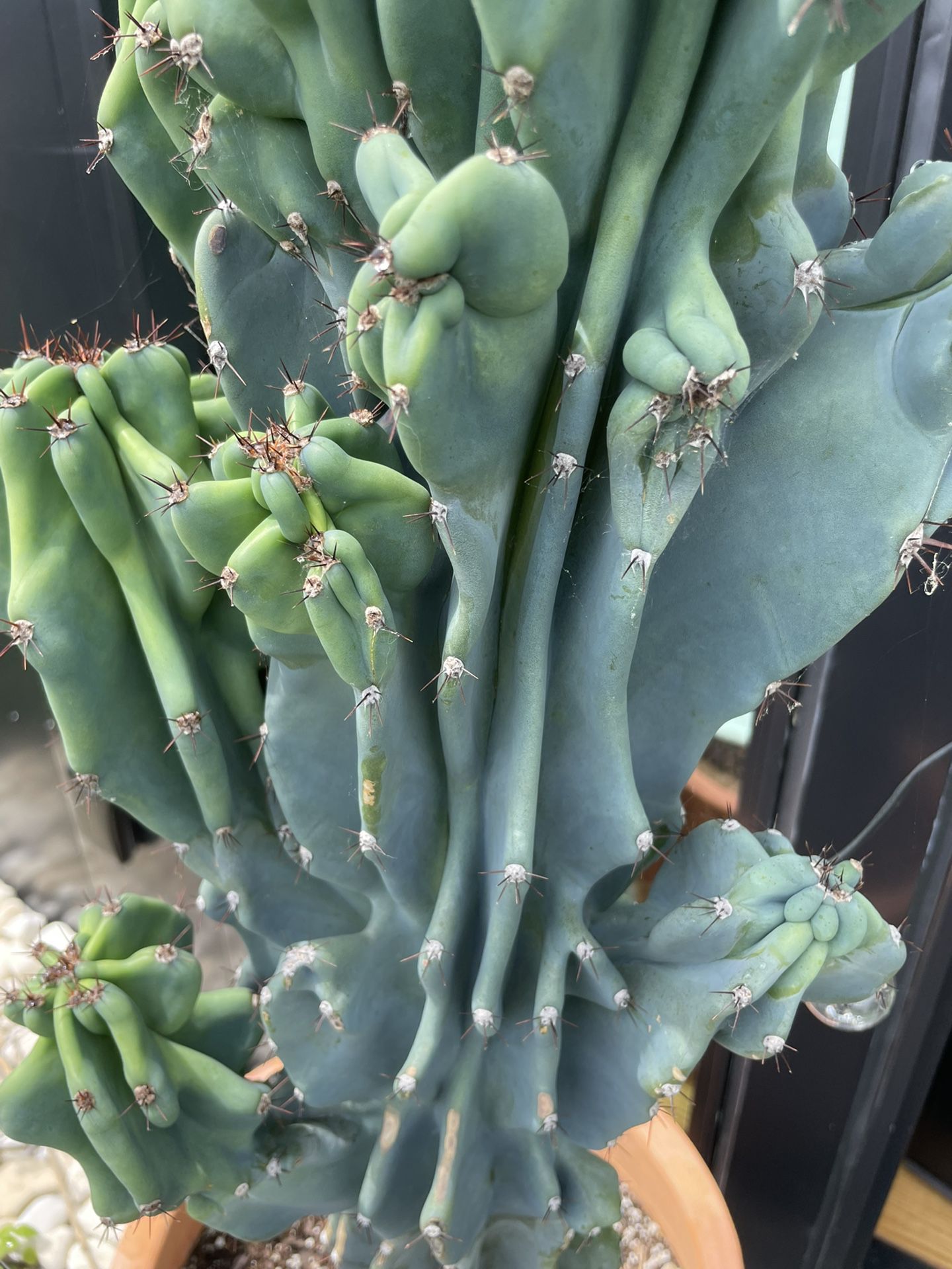 Large, beautiful Cactus (pot Included) 