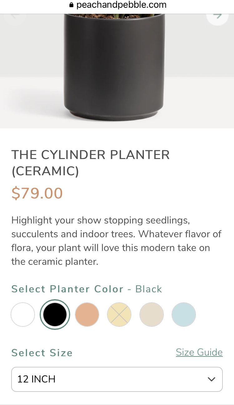 Dracaena Elegance Plant 🪴 & Ceramic Pot