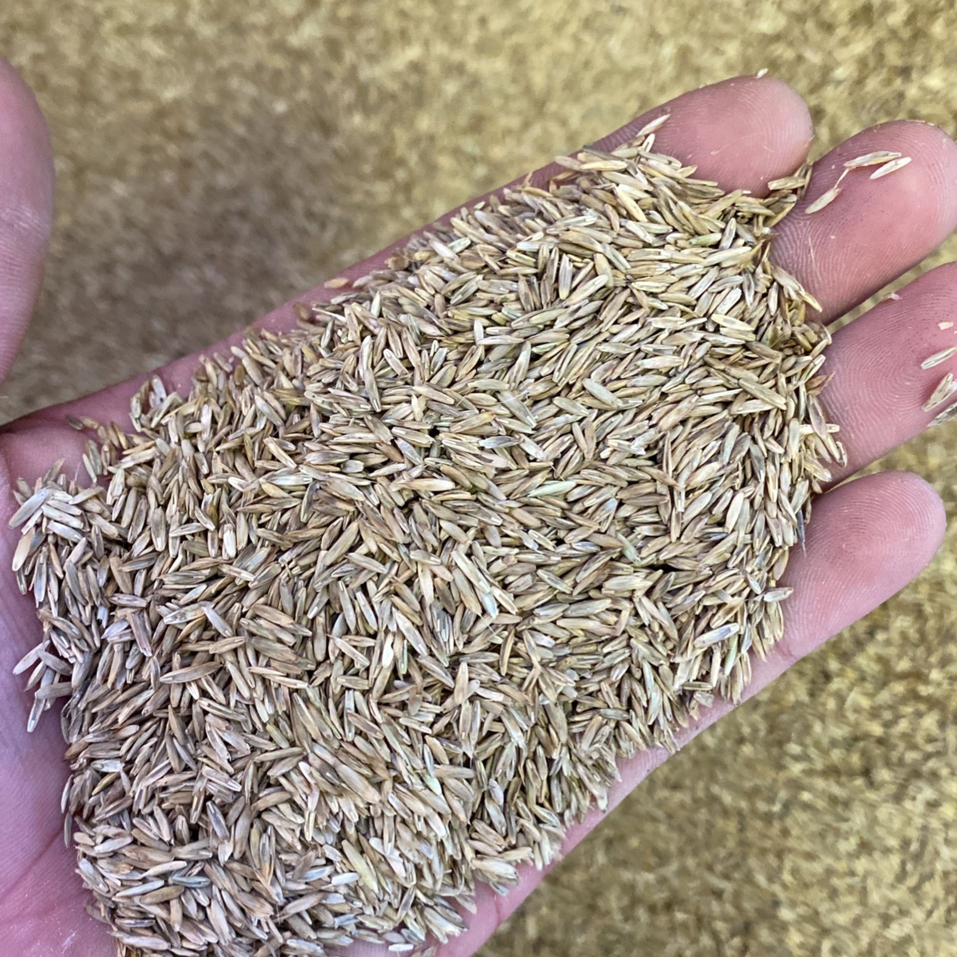 Gulf Annual Rye Grass