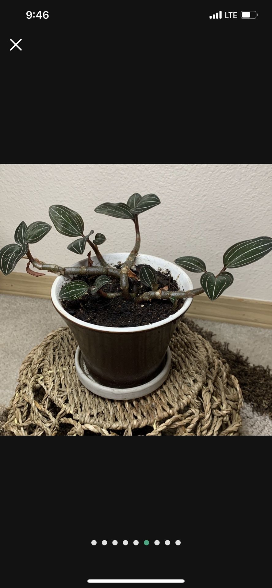 Ludisia Jewel Orchid