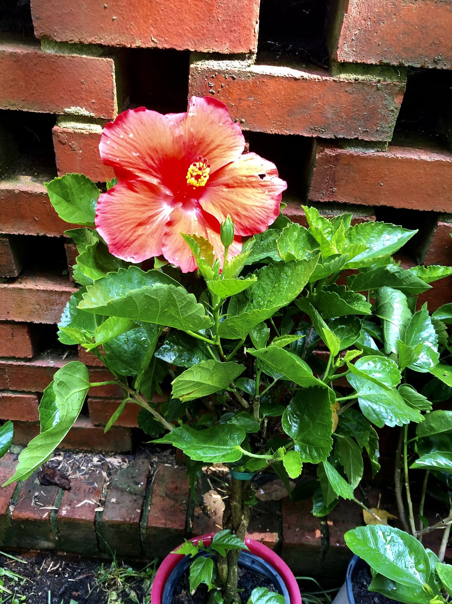 Braided Trunk Hibiscus Topiary Tree
