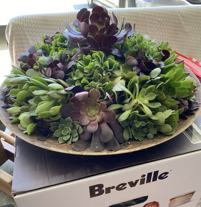 Succulent Planter $50