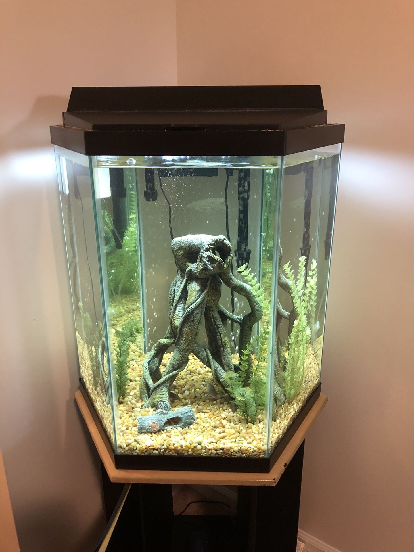 35 Gallon Hexagon Freshwater Fish Tank