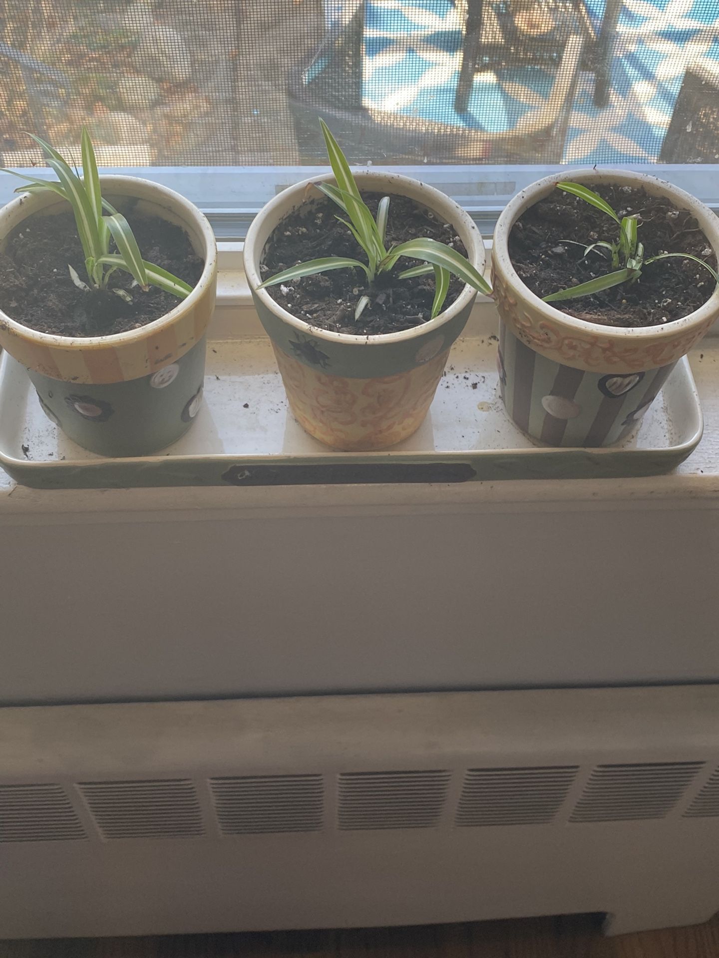 Spider Plants