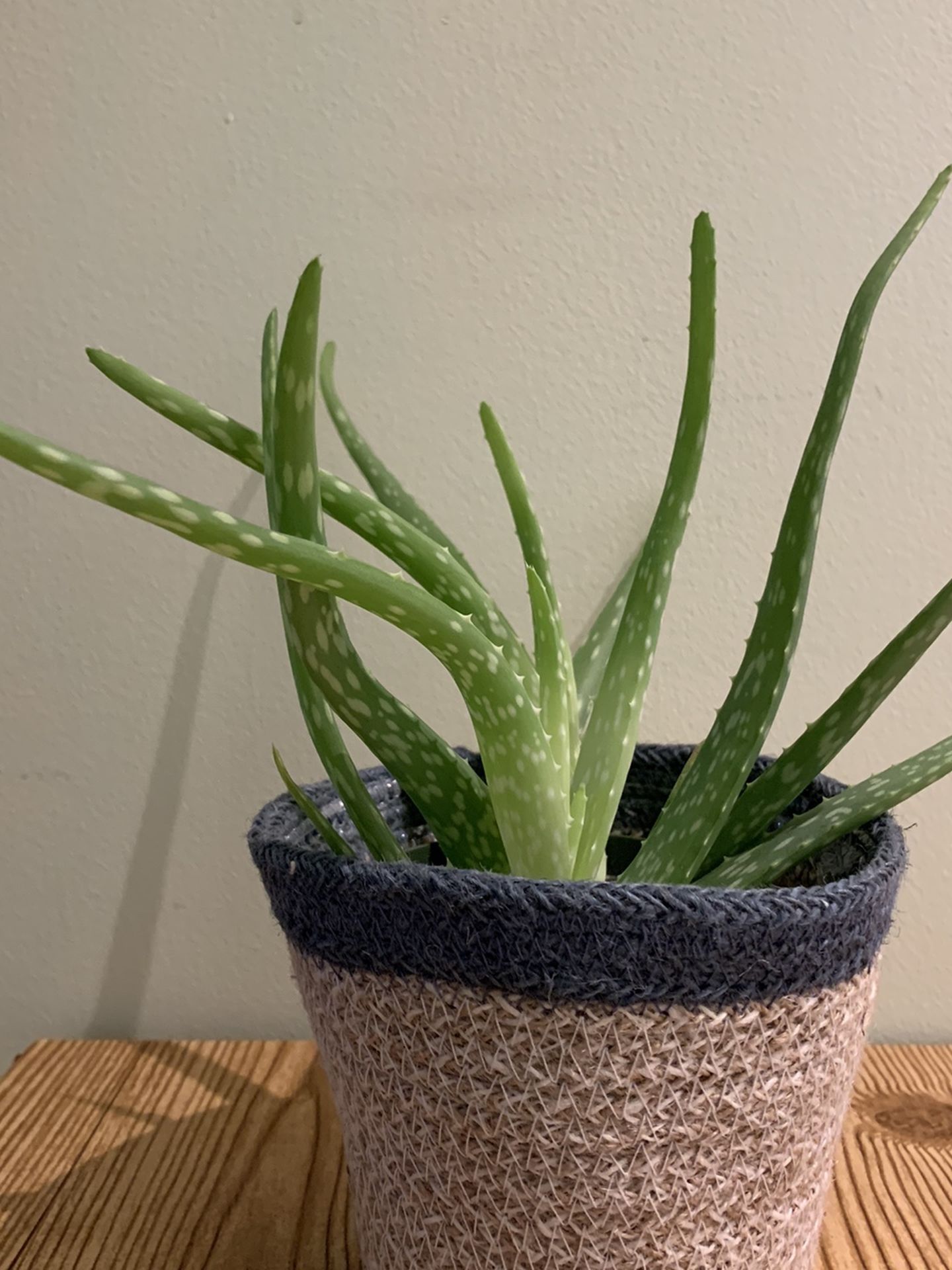 Aloe Vera Plant