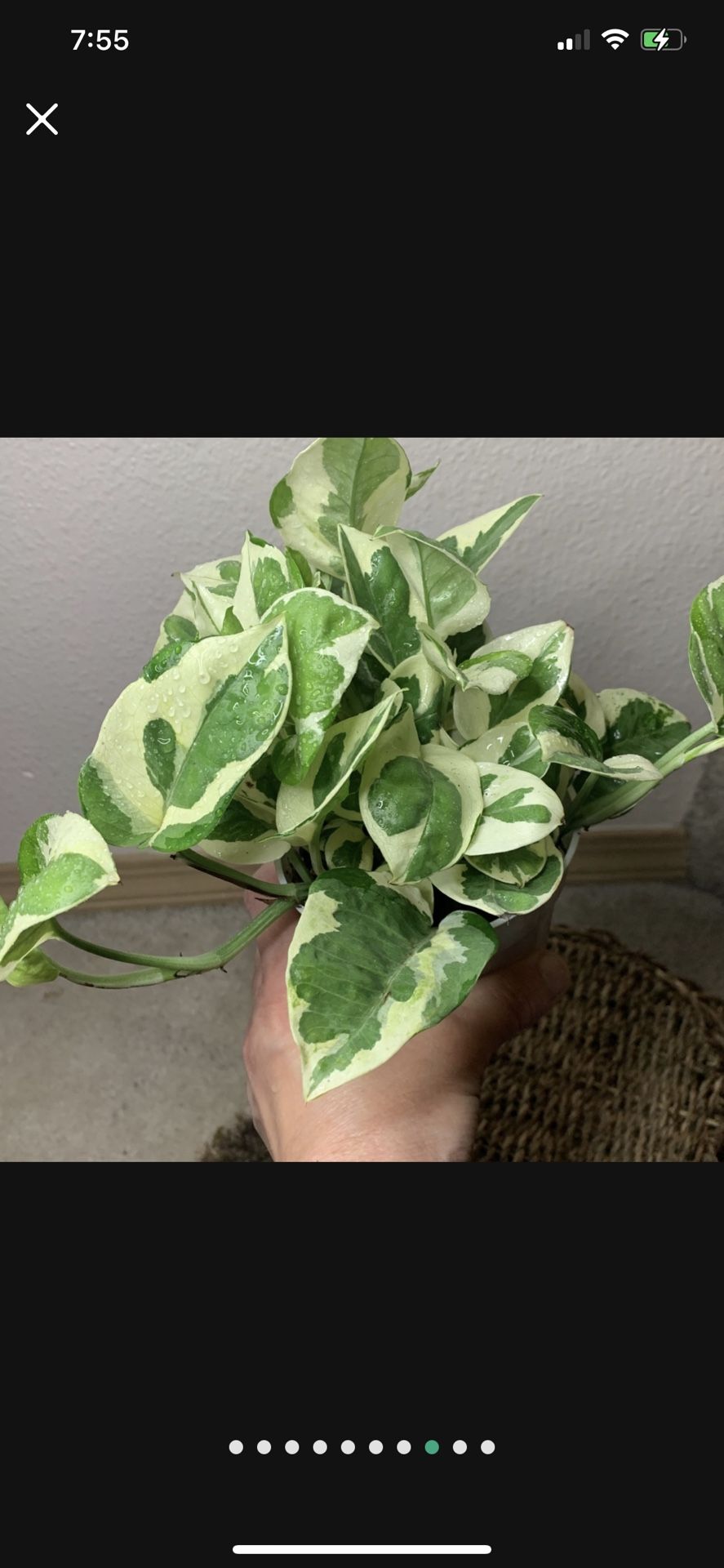 Pearls And Jade Pothos