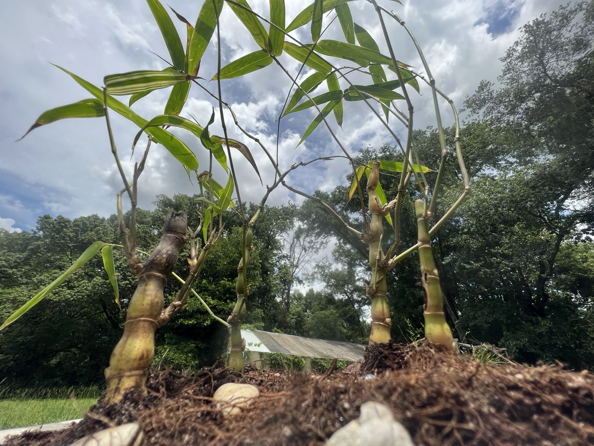 Yellow Buddha Belly Bamboo Live Plant