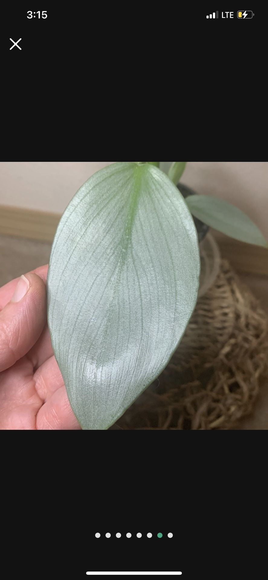 Silver Sword Philodendron Hastatum