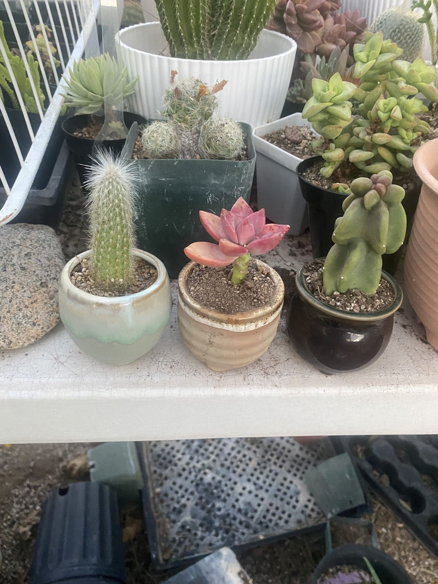 Rooted Cactus In Ceramic Pots With Drainage