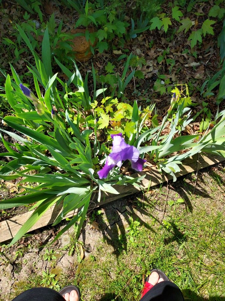 Flowers Iris 4 Different Colors