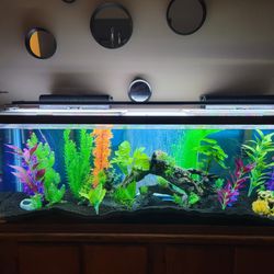 100 Gallon Fish Aquarium  Thumbnail