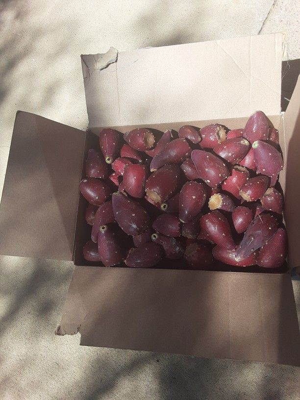 Prickly Pear Fruit No