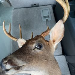 Deer Head Thumbnail