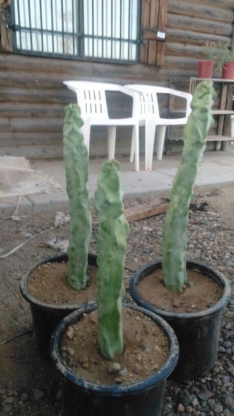 Totem Pole Cactus