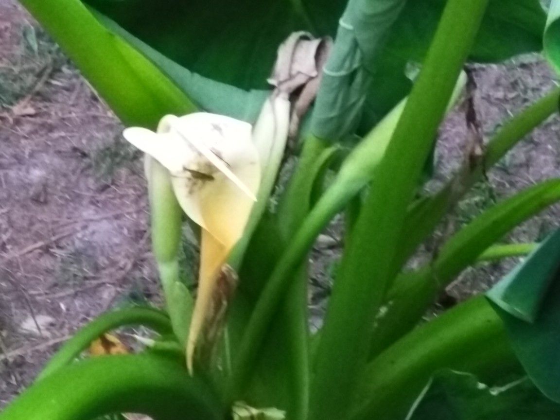 Plants Elephant Ears and Banana plants