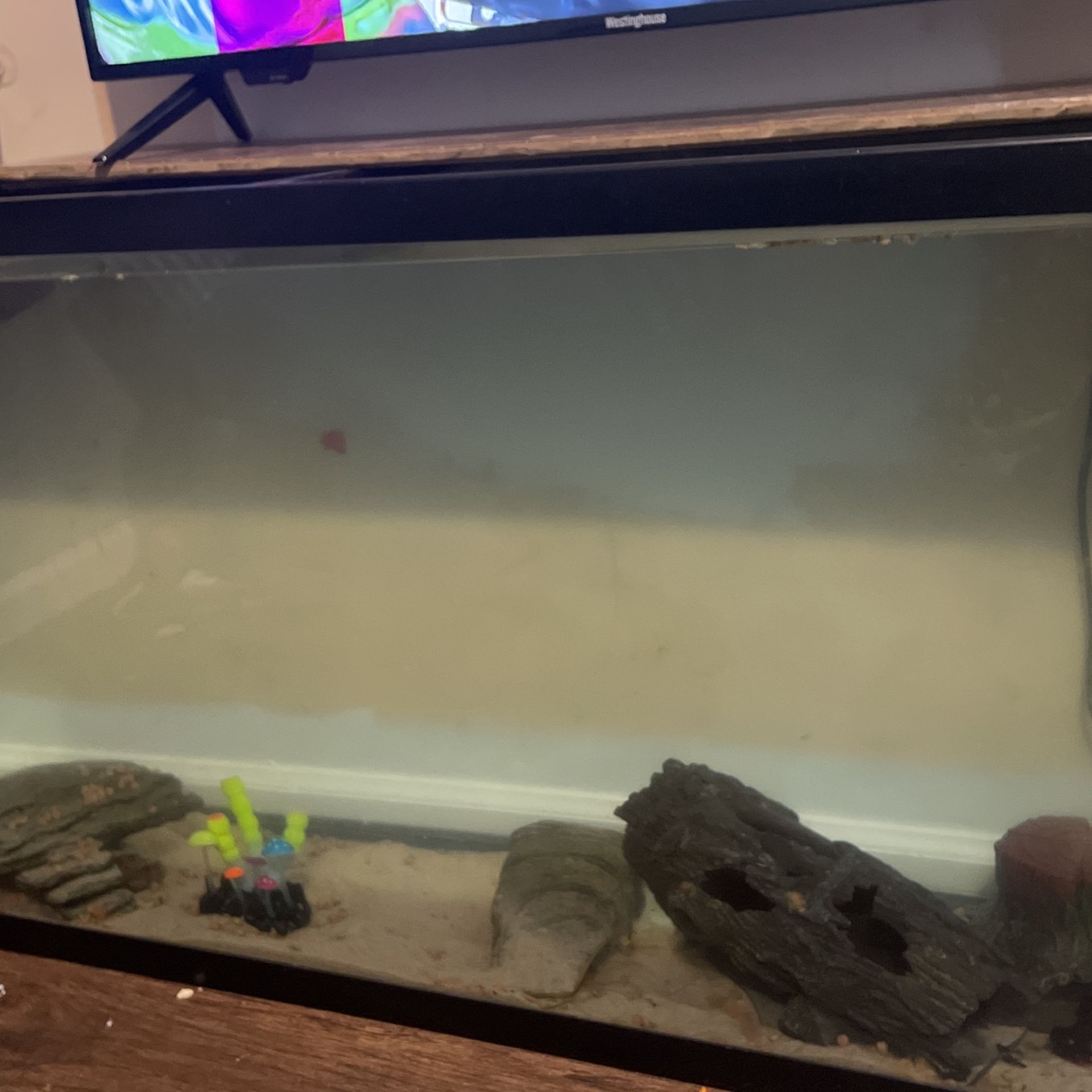 Fish Tank