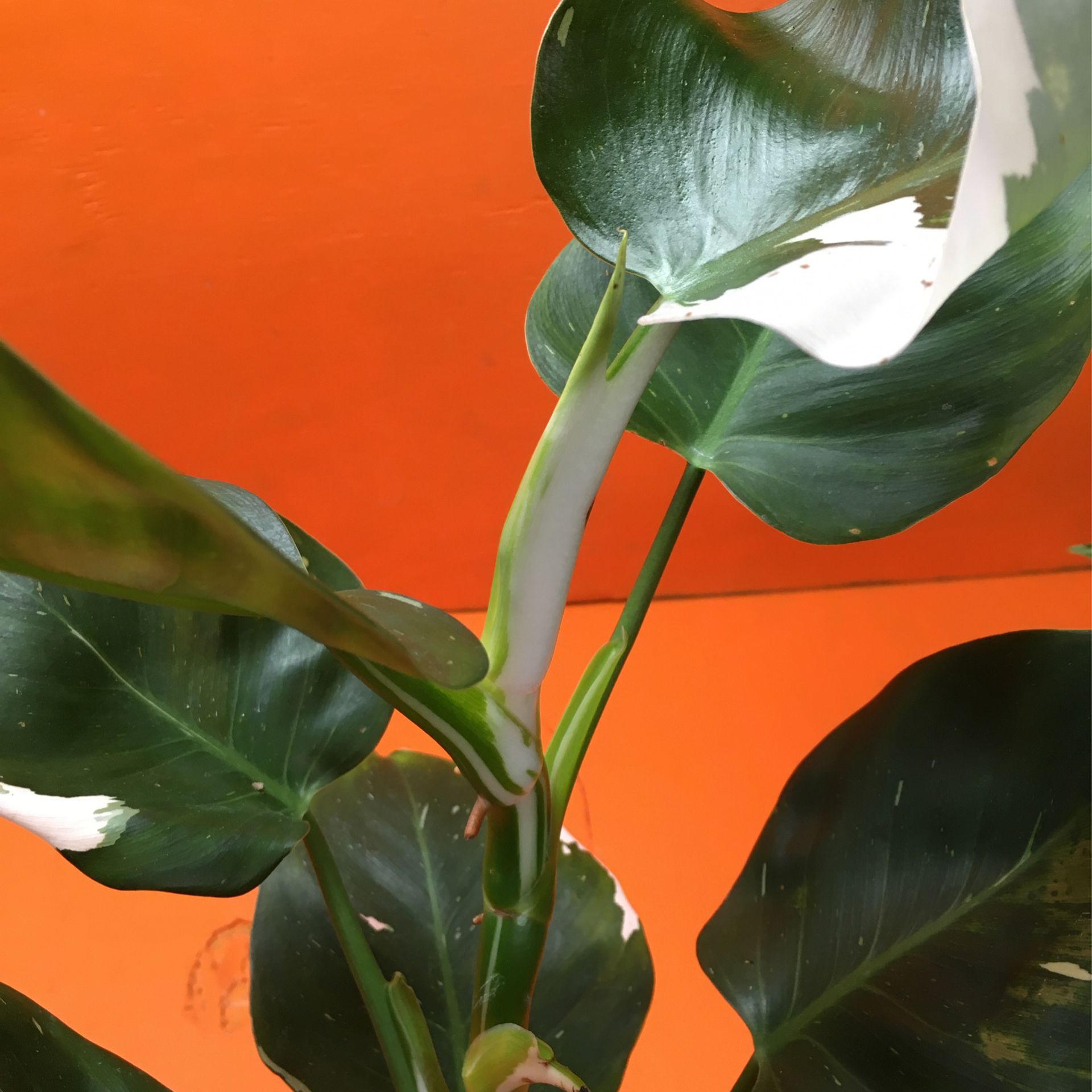 Tropical Plant Philodendron White WIZARD