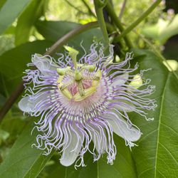 Passionflower Plant Live Starters Thumbnail