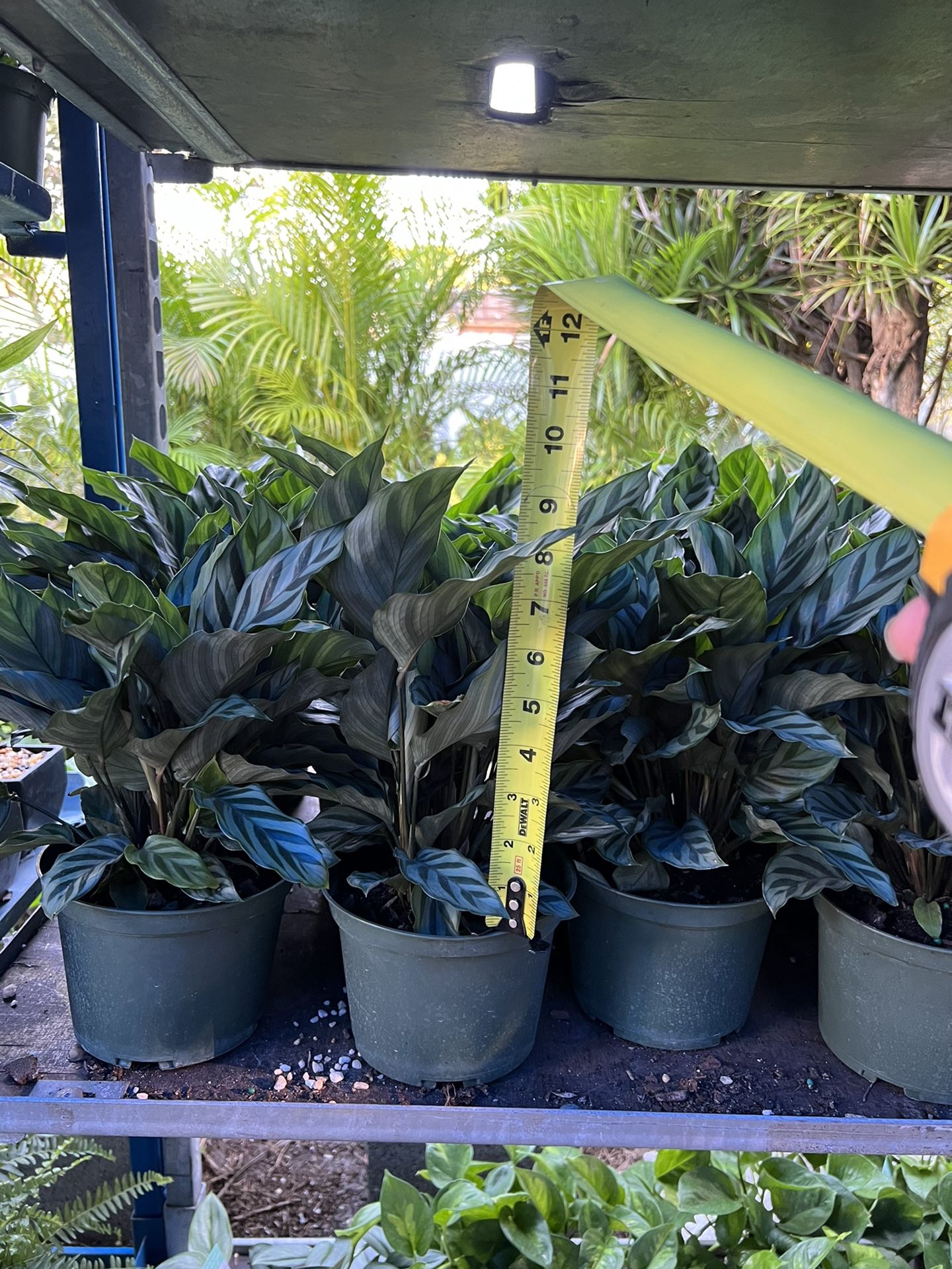 Calatheas In 6” Pot. SPECIAL PRICE!🤩