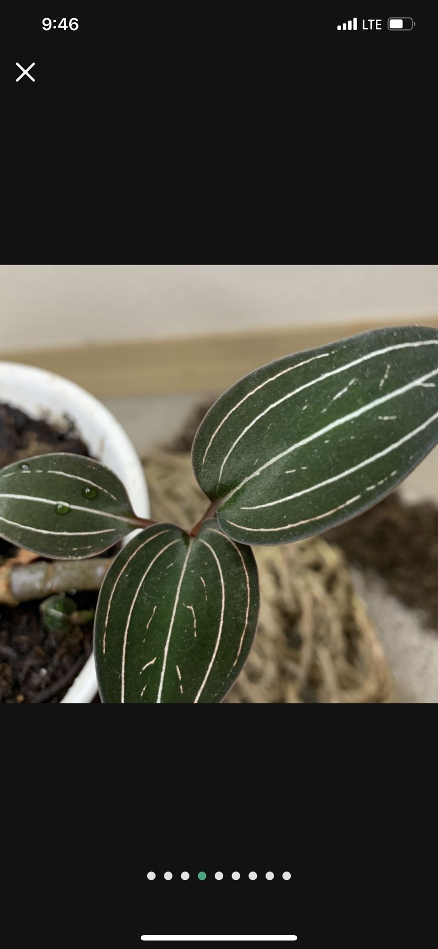 Ludisia Jewel Orchid