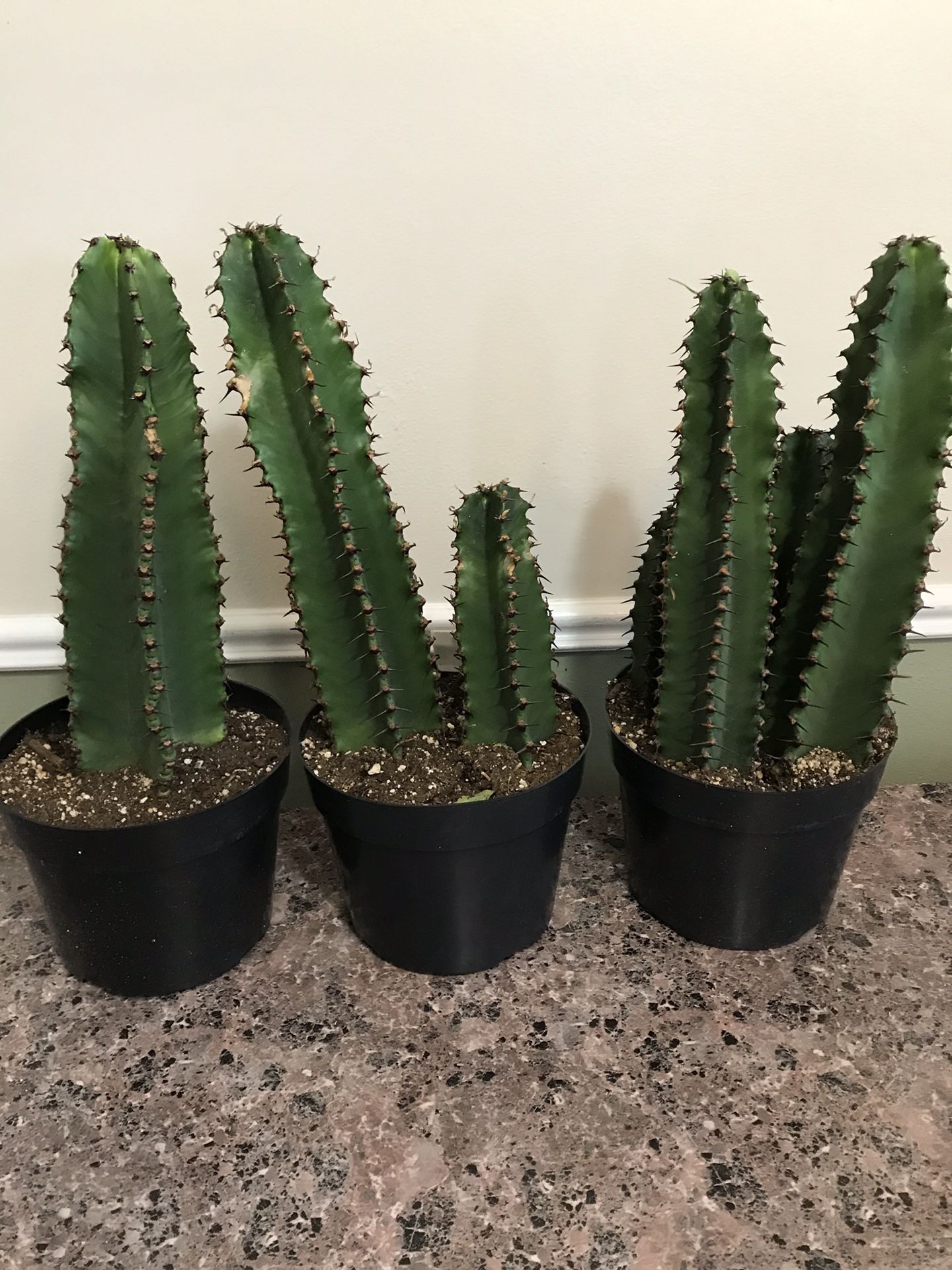 Euphorbia Ingens Candelabra Chocolate Drop Cactus For Sale In Benjamin Ut Offerup