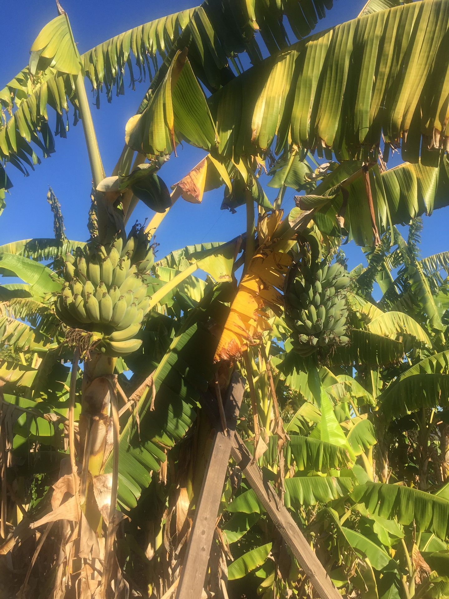 Hawaiian / Asian / apple bananas plants for Sale in Escondido, CA OfferUp