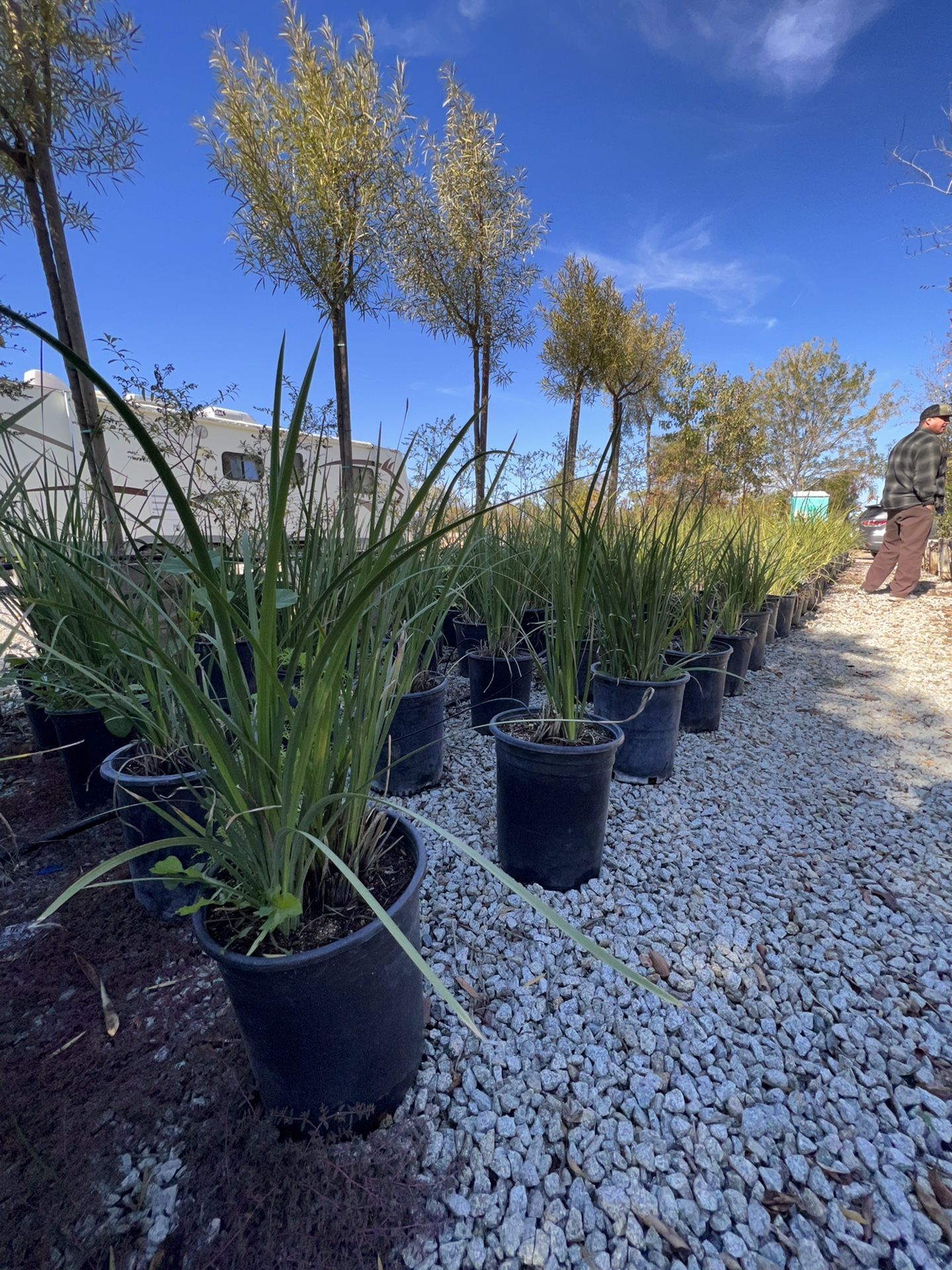 YELLOW FORTNIGHT LILY PLANTS (YELLOW FLOWER) for Sale in