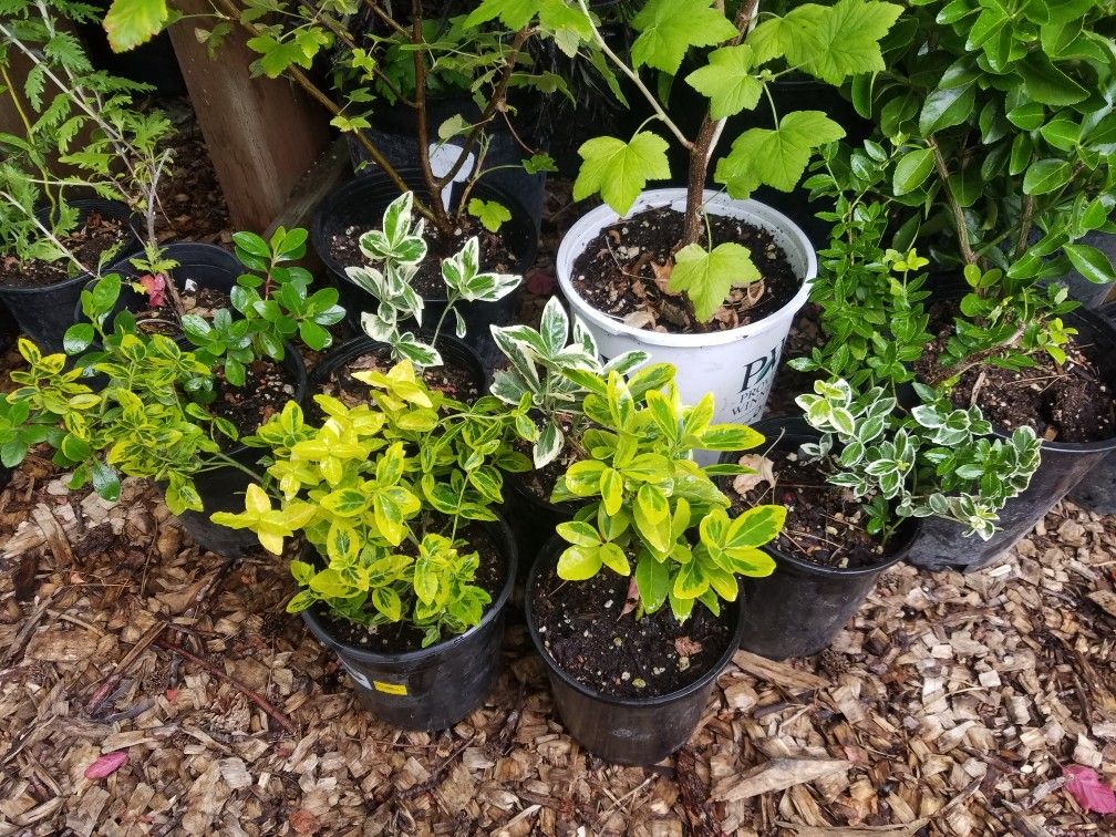 Plants cheap cheap cheap Plants for Sale in Renton, WA OfferUp