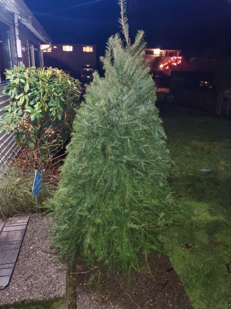 Christmas trees for sale for Sale in Federal Way, WA OfferUp