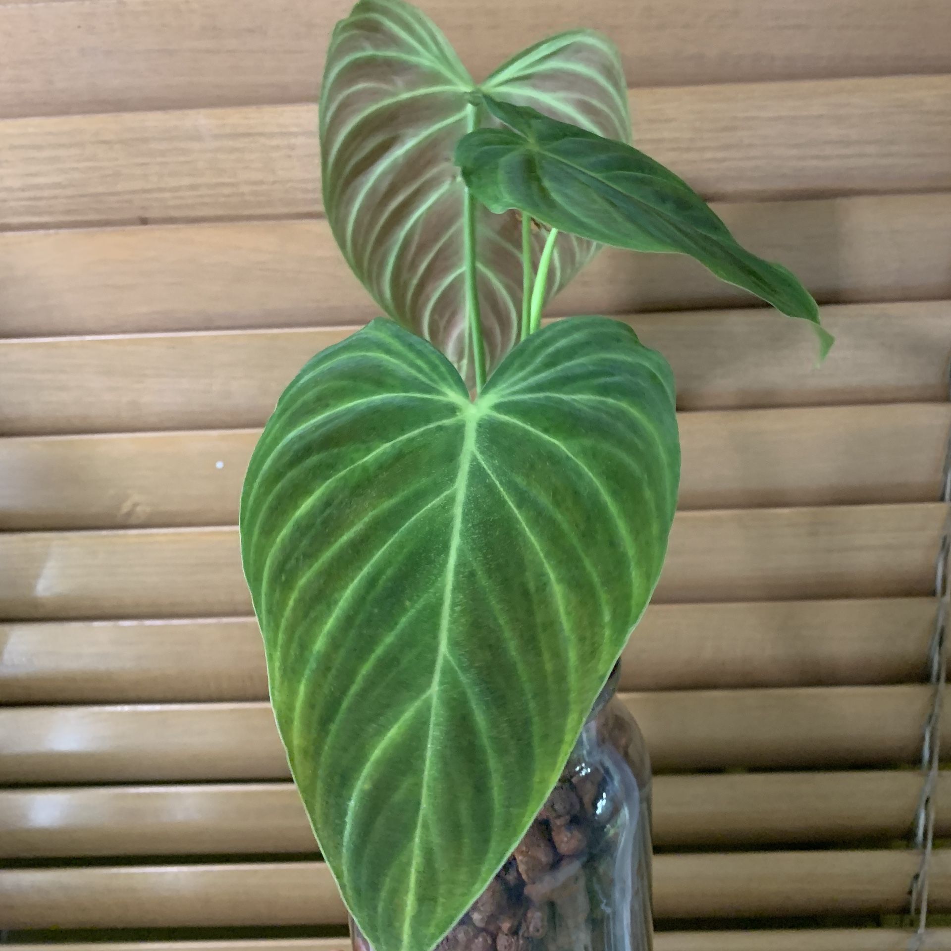 Philodendron Splendid