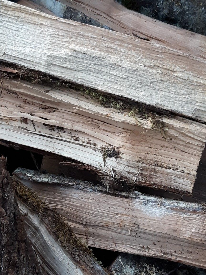 Firewood