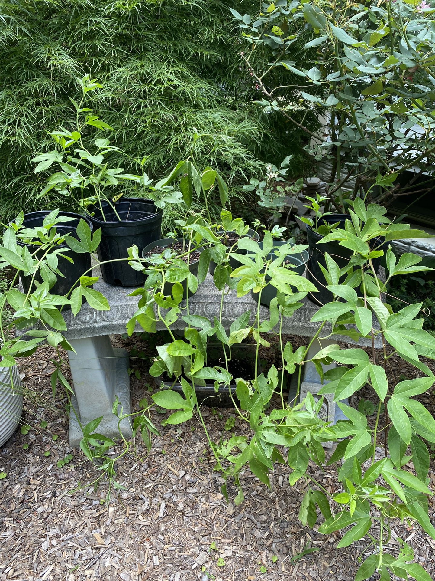 Passionflower Plant Live Starters